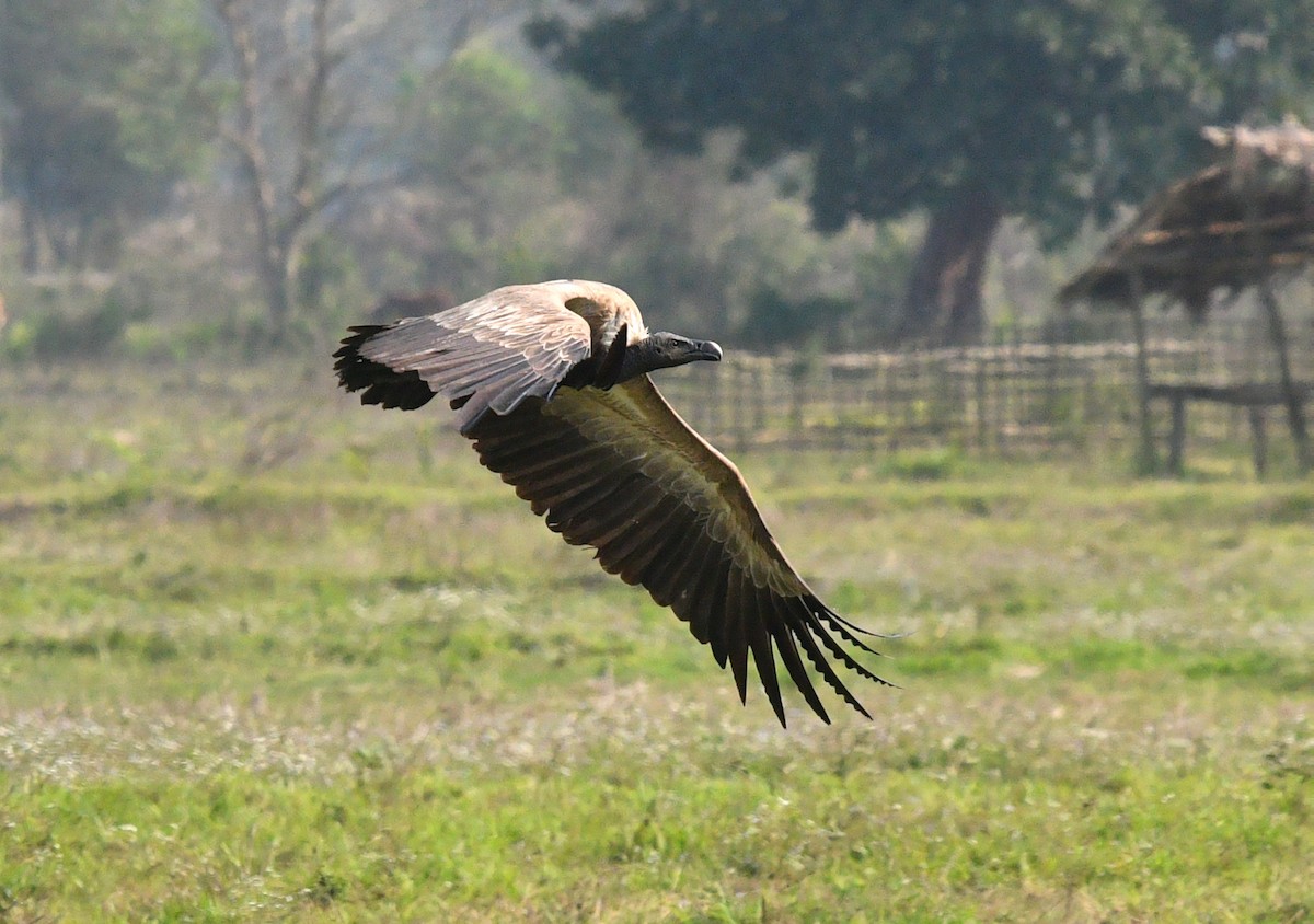 Slender-billed Vulture - Rofikul Islam