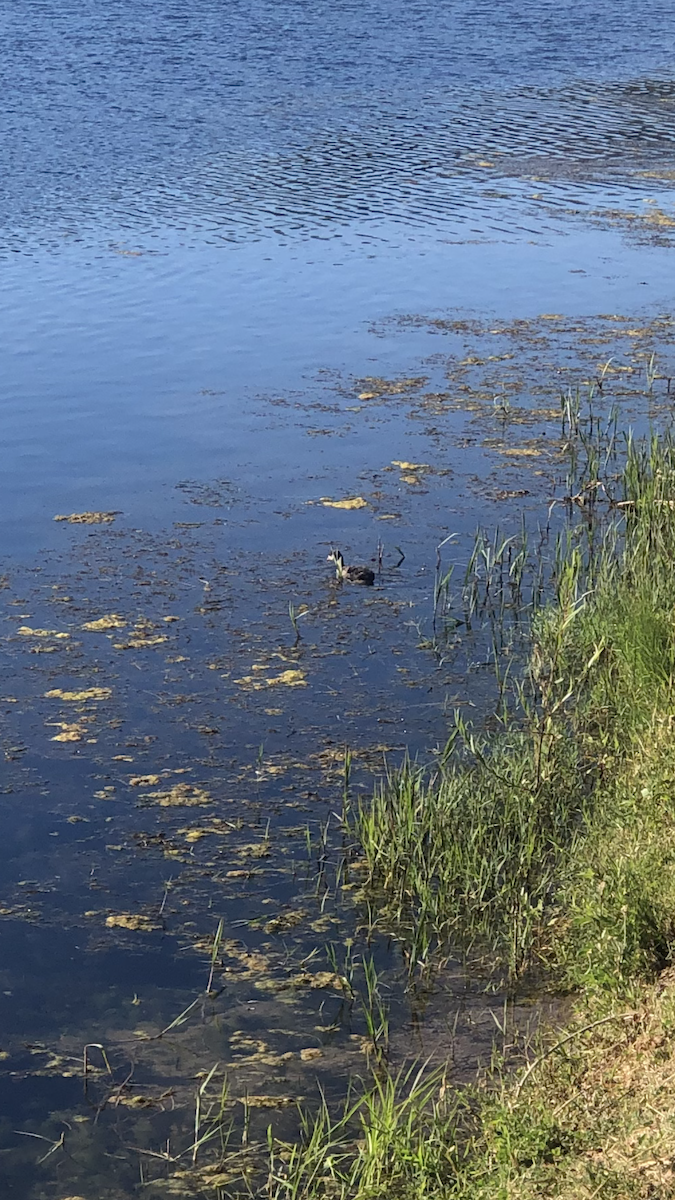 grebe sp. - ML586838141