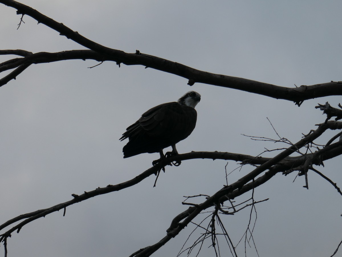Osprey - ML586838151
