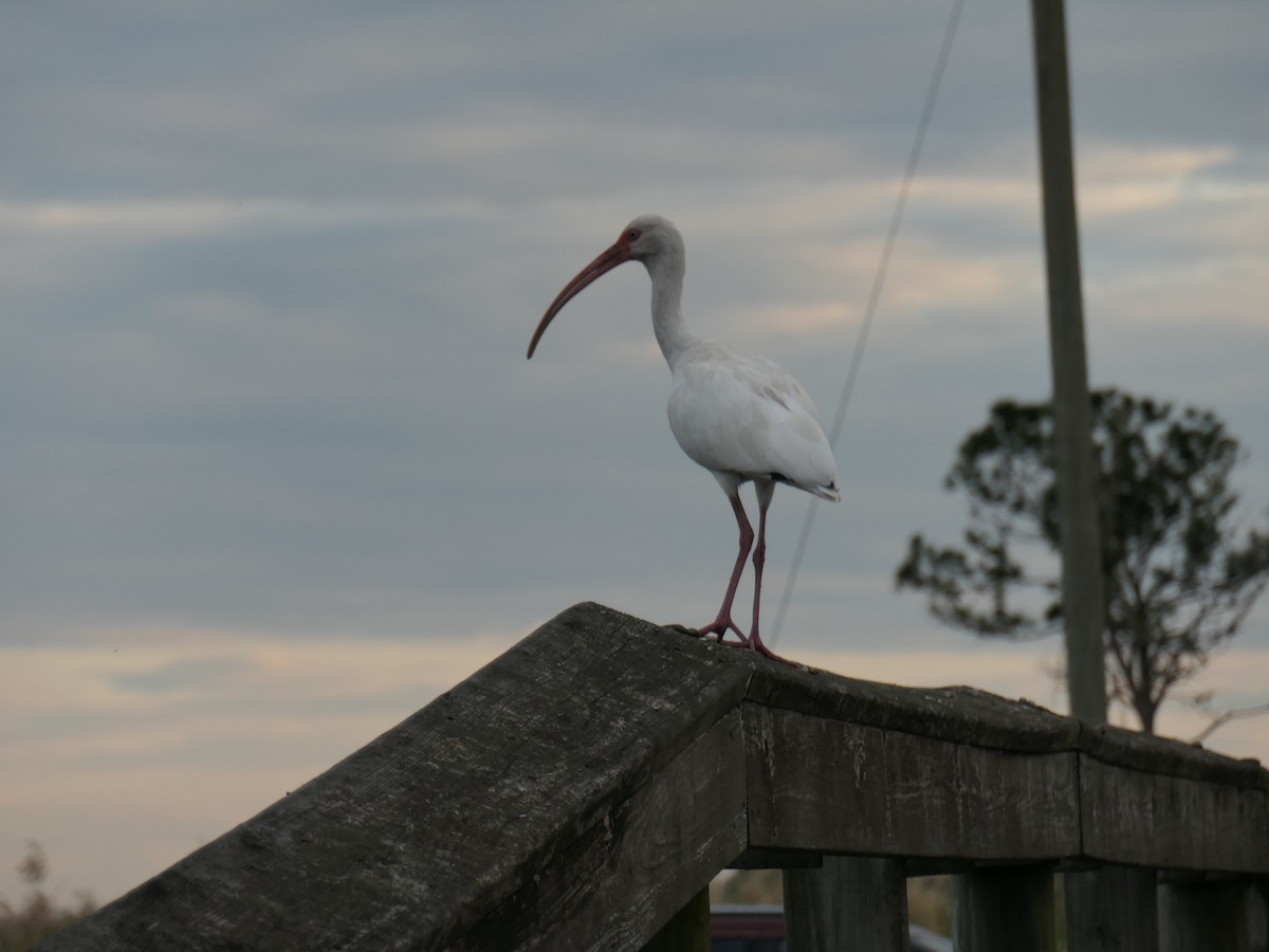 White Ibis - ML586838161