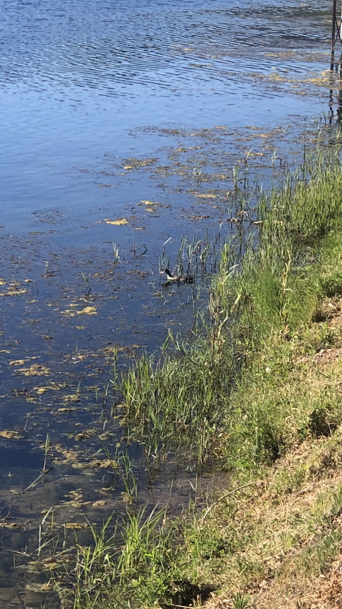 grebe sp. - ML586838181