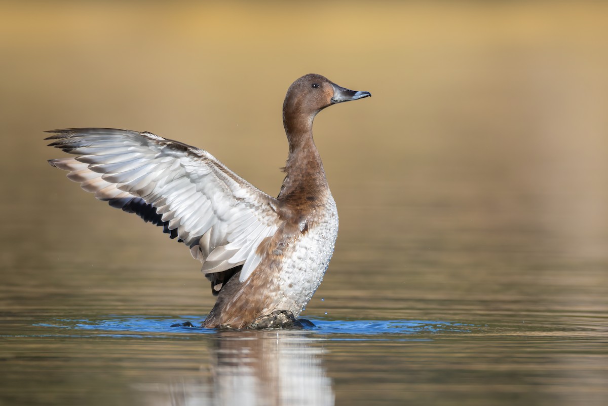 Hardhead - ML586840061