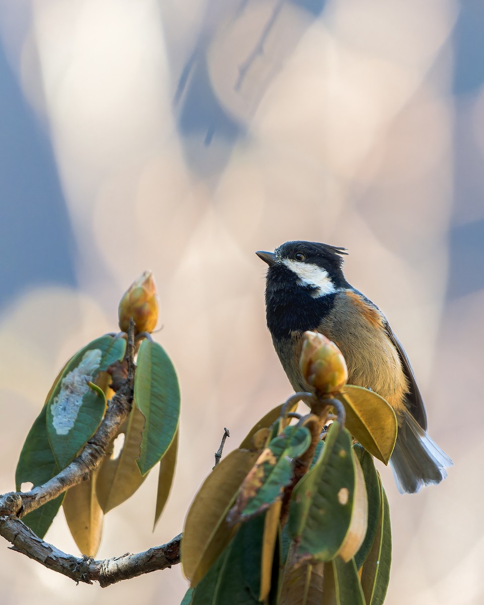 Rufous-vented Tit - ML586840611