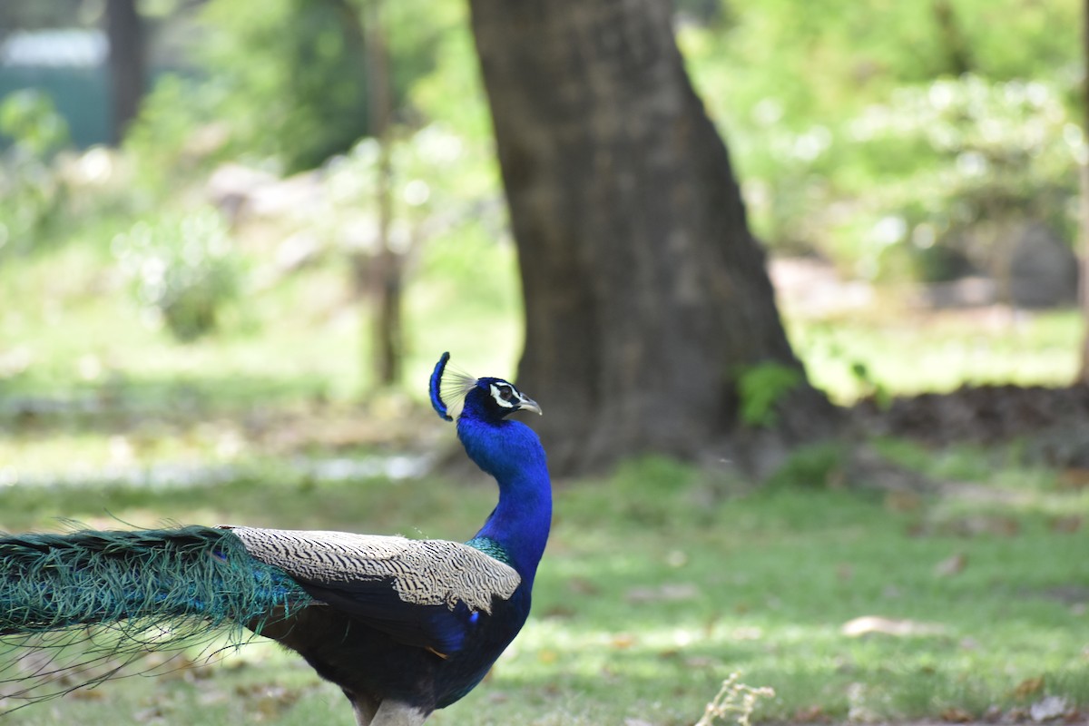 Indian Peafowl - ML586840671