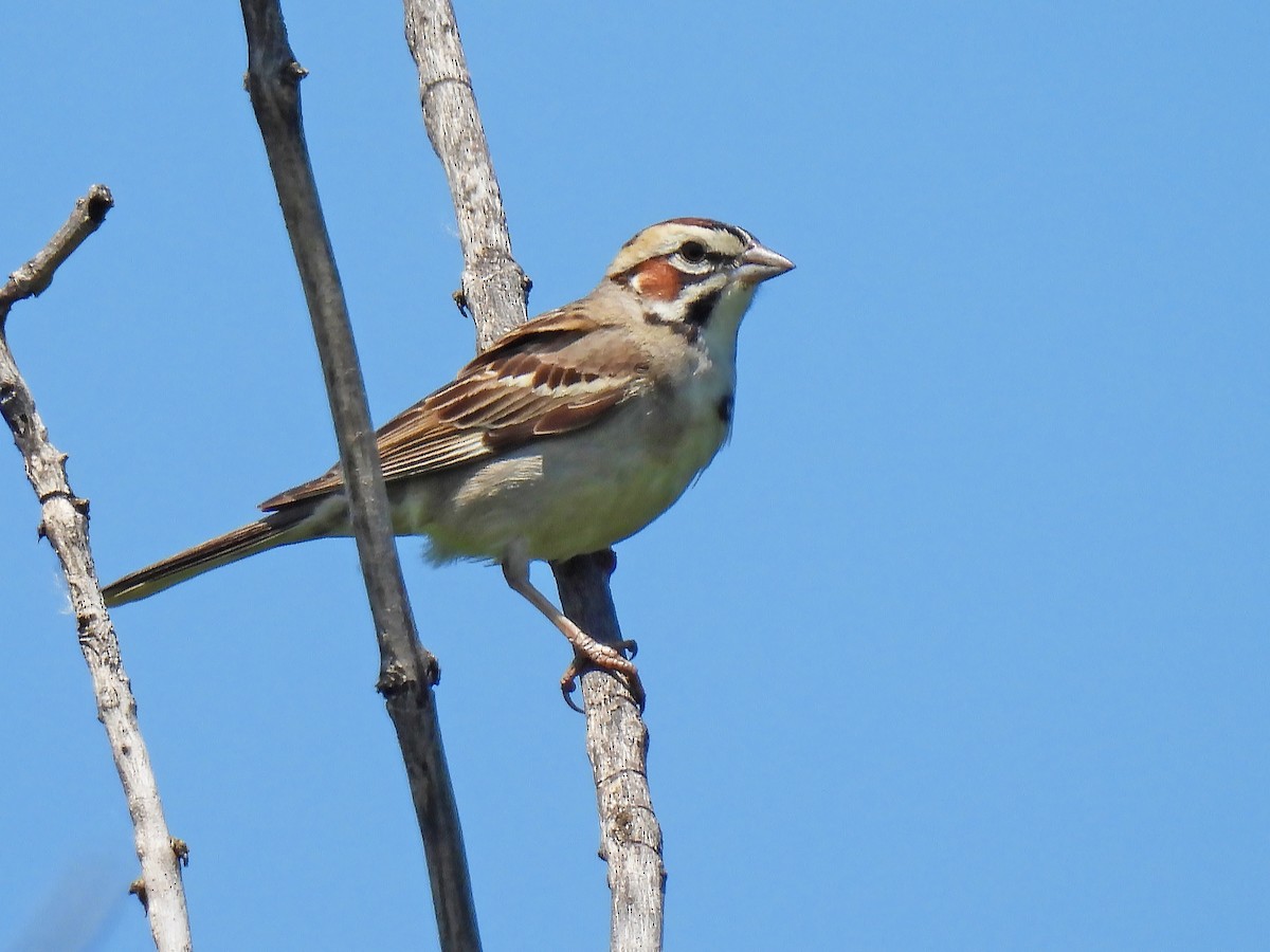 Lark Sparrow - ML586841271