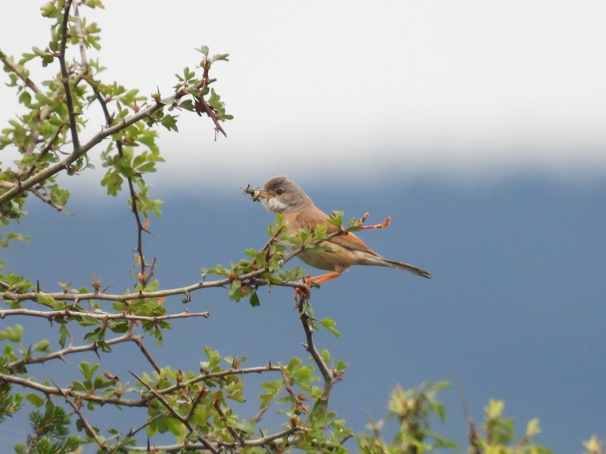 Spectacled Warbler - ML586841491