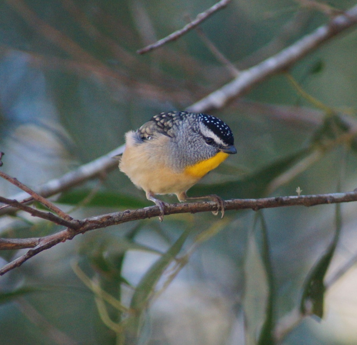 Spotted Pardalote - ML58684191