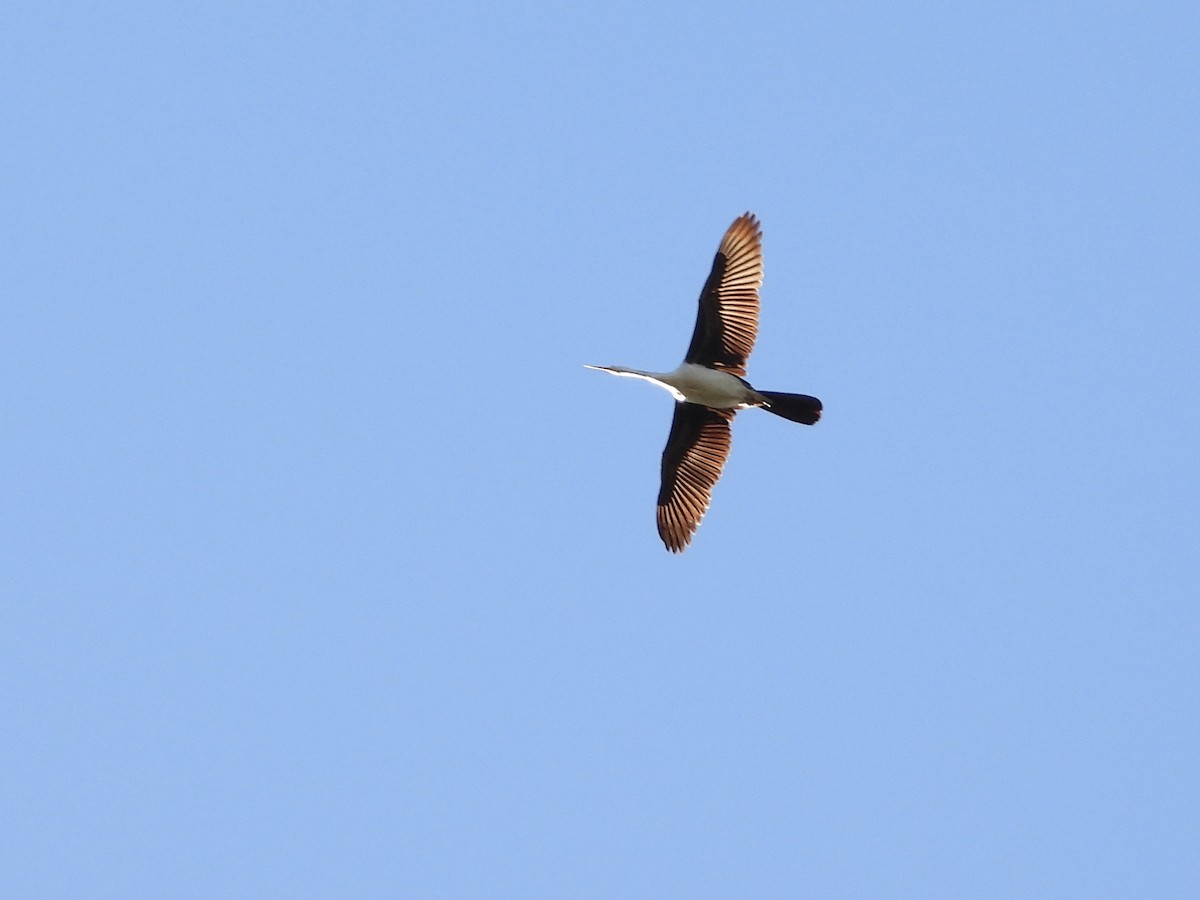 Australasian Darter - Cherri and Peter Gordon