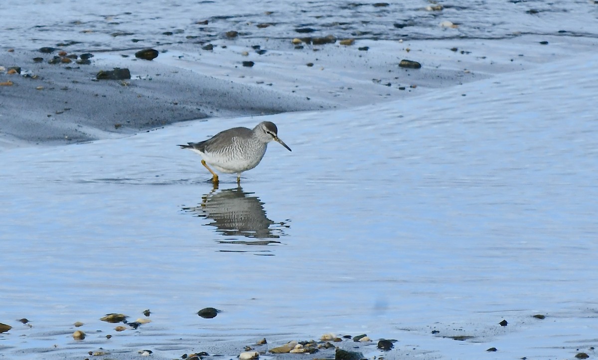 Gray-tailed Tattler - ML586843781