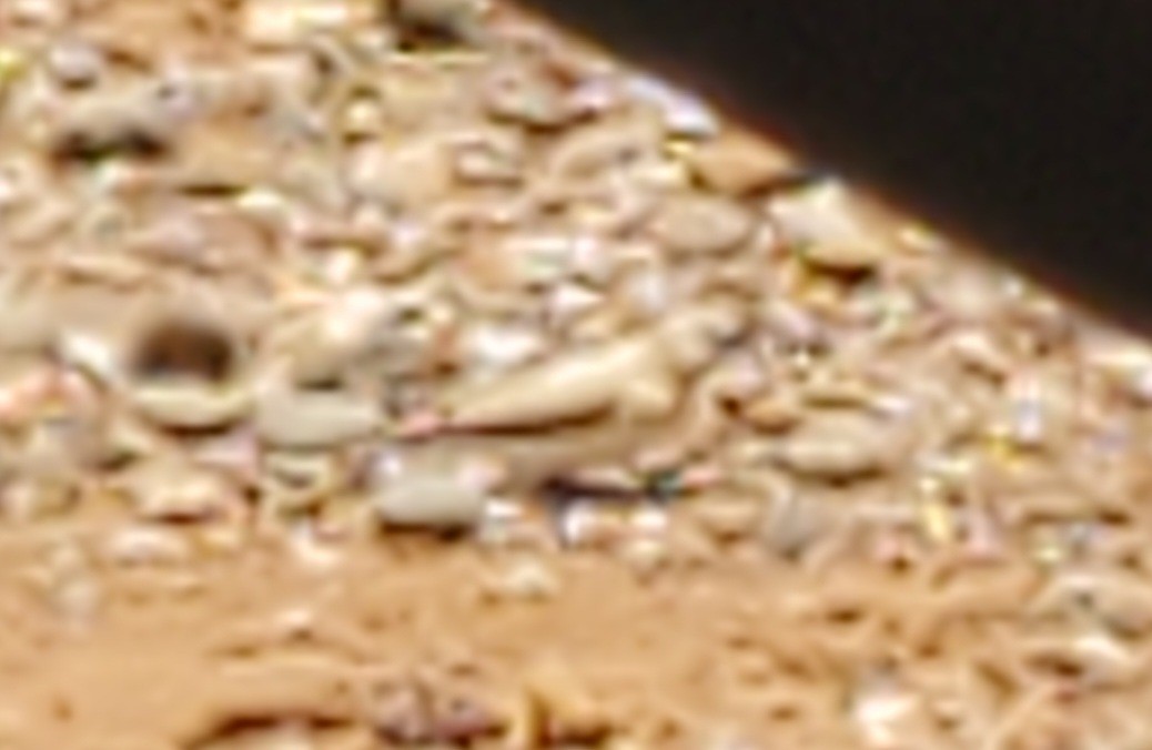 African Silverbill - ML586844881