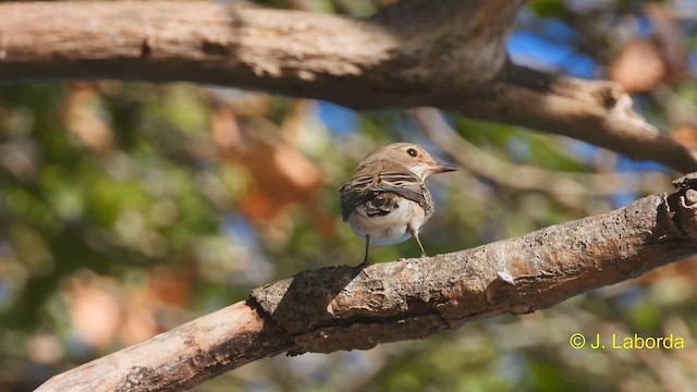 Spotted Flycatcher - ML586845231