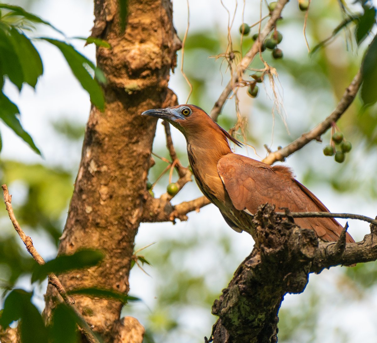 Malayan Night Heron - NIRMAL GEORGE