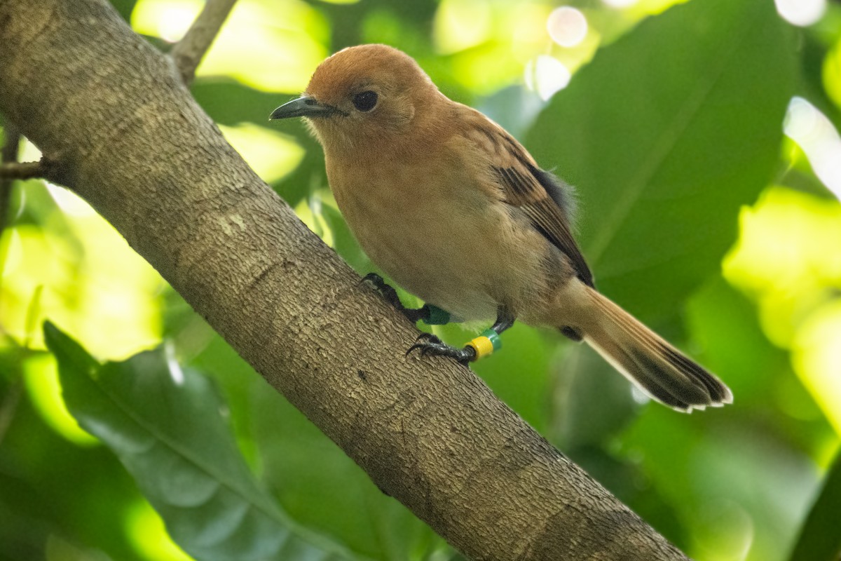 Rarotonga Monarch - ML586845301