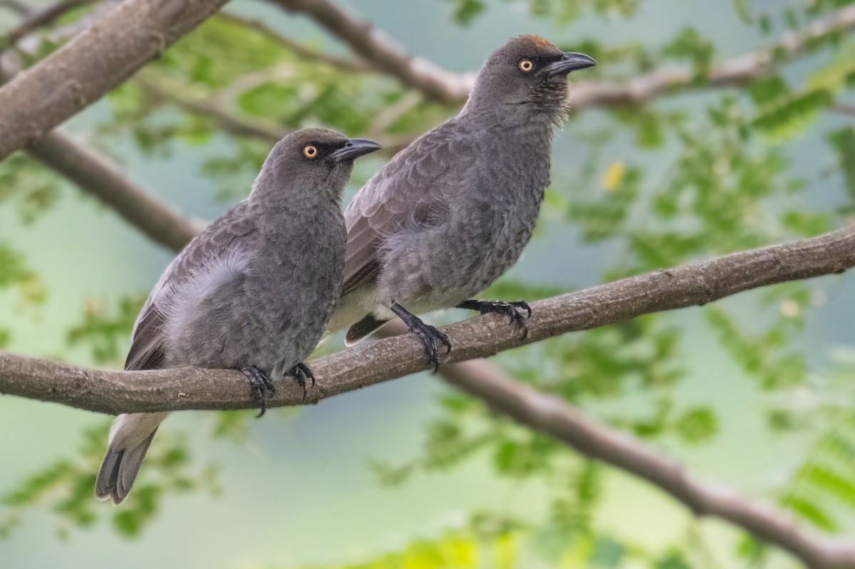 Rarotonga Starling - ML586845361