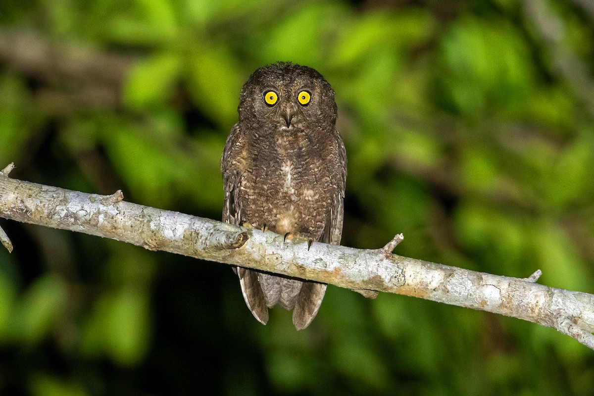 Nicobar Scops-Owl - ML586846491