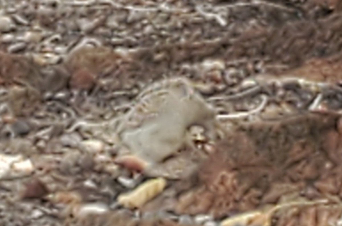 Gray Francolin - ML586846571