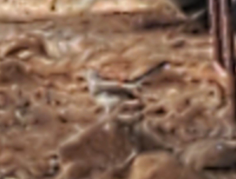 Northern Mockingbird - ML586846591