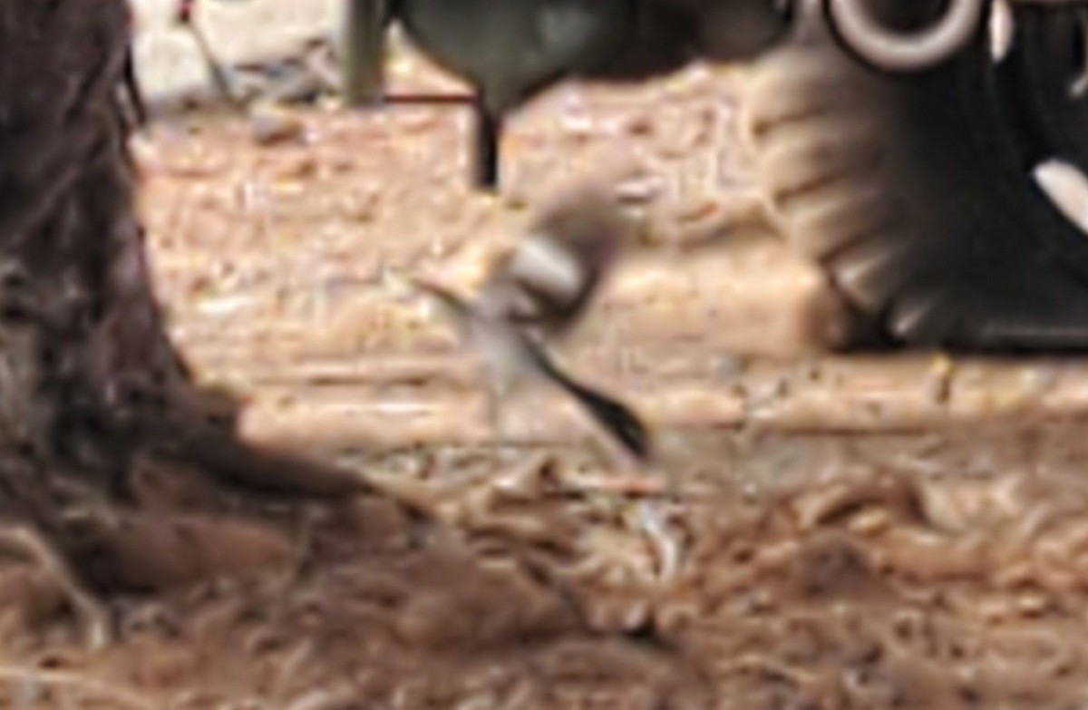 Northern Mockingbird - ML586846601