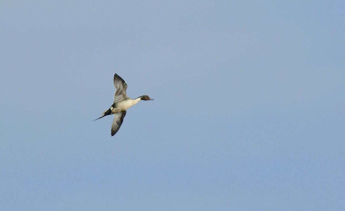 Northern Pintail - Daniel Roberts