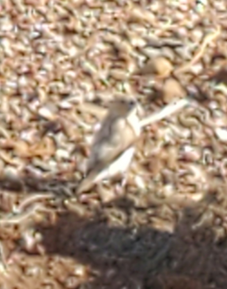 African Silverbill - ML586847721