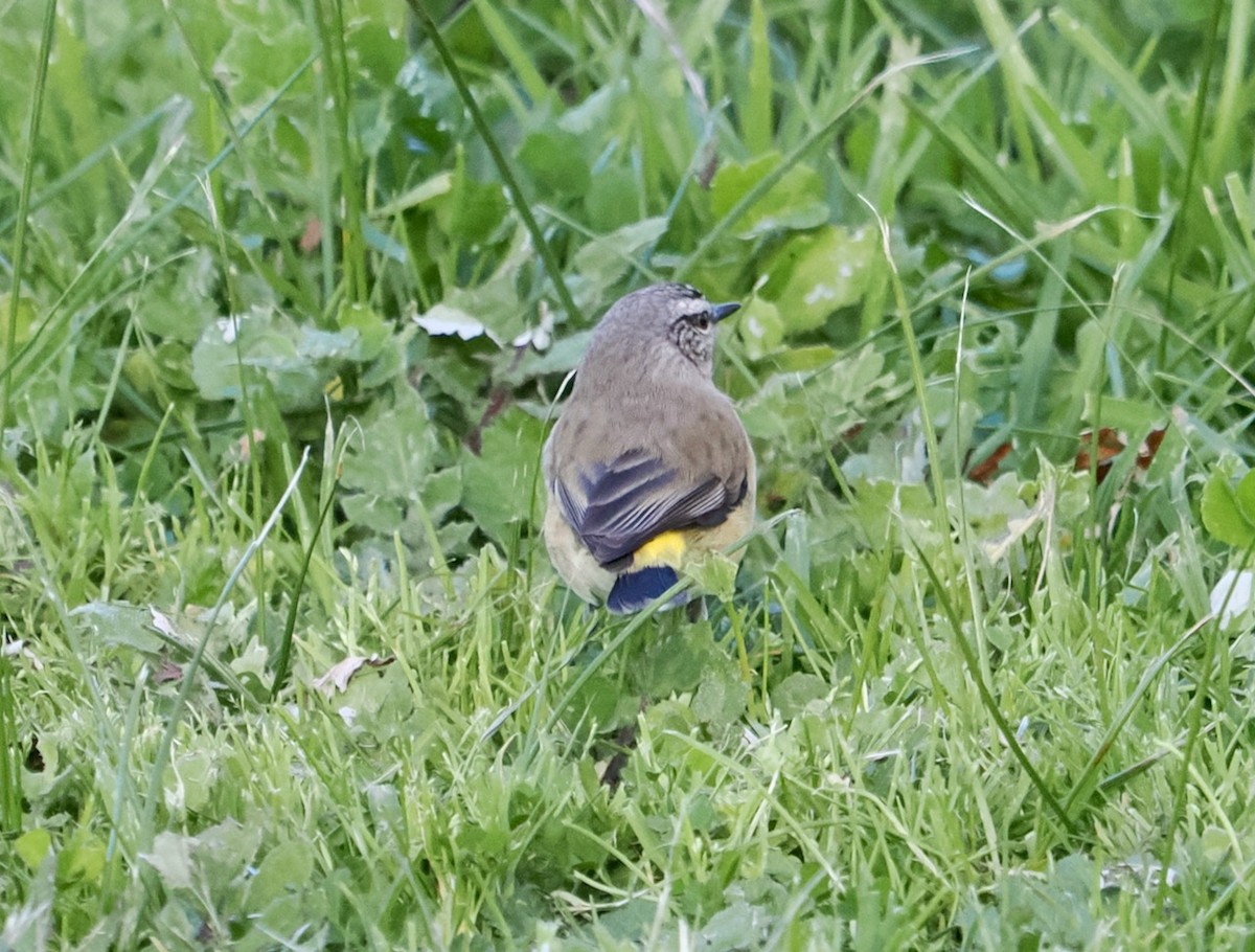 Yellow-rumped Thornbill - ML586849271