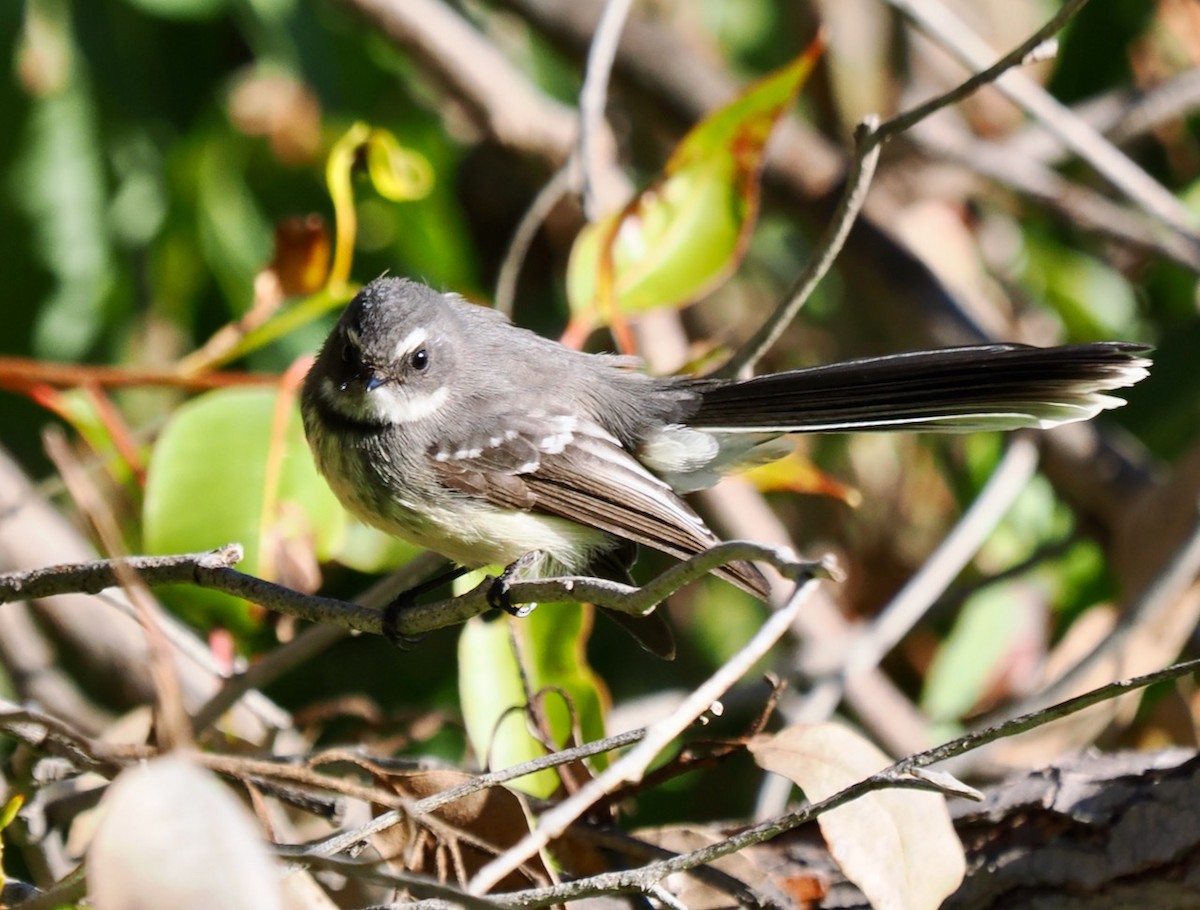 Gray Fantail (preissi) - ML586849331