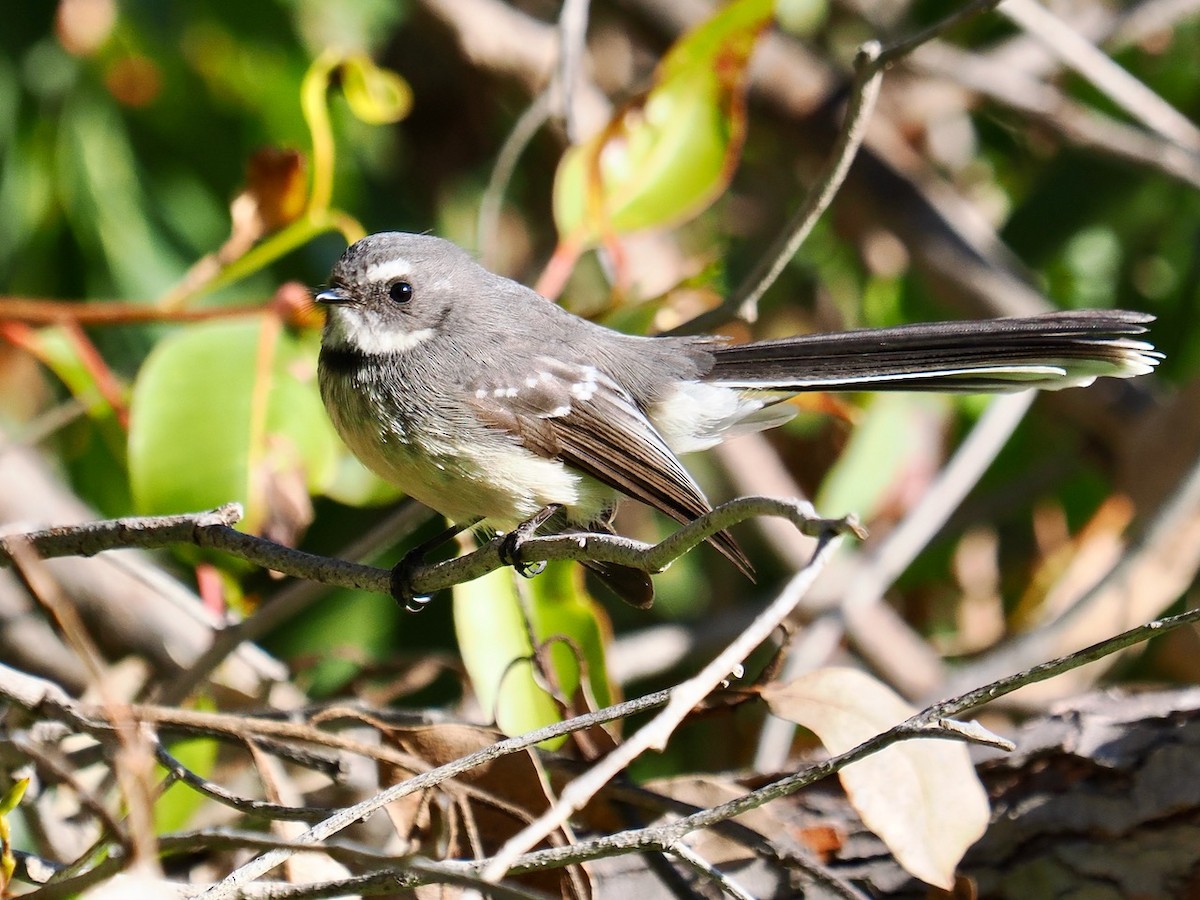 Gray Fantail (preissi) - ML586849351