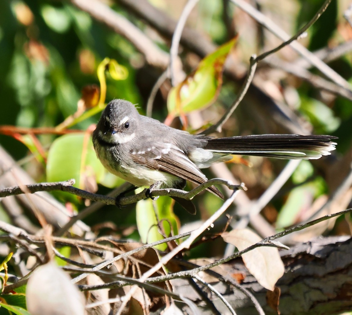 Gray Fantail (preissi) - ML586849361