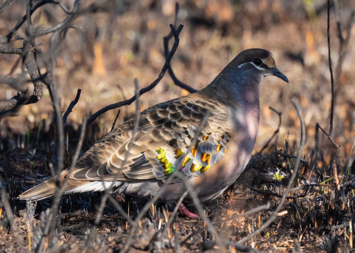 Common Bronzewing - ML586849611