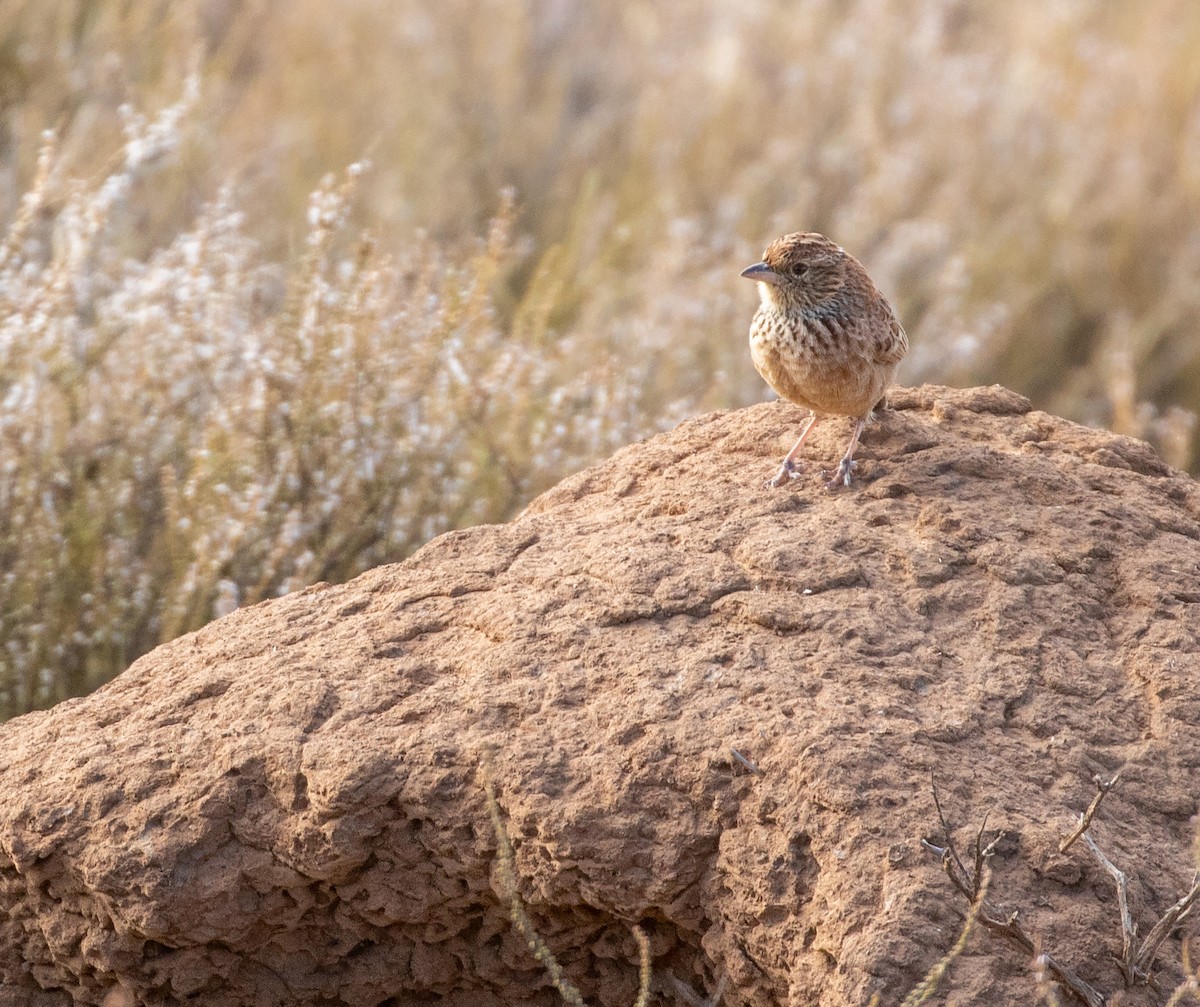 Eastern Clapper Lark - ML586849631