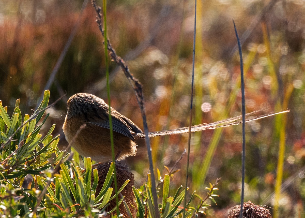 Southern Emuwren - ML586849671