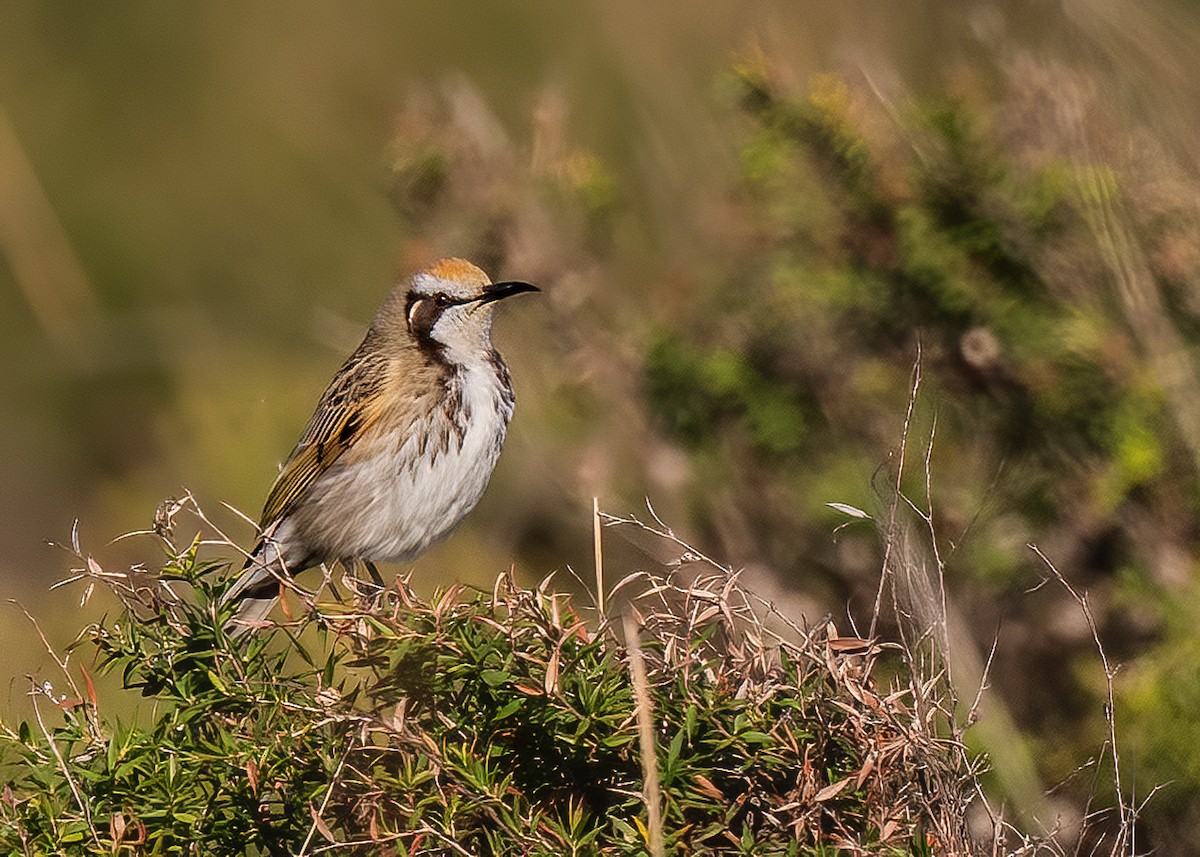 Tawny-crowned Honeyeater - ML586849811
