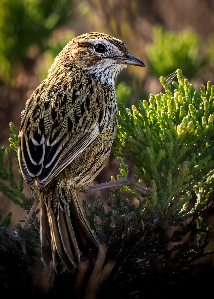 Striated Fieldwren - ML586849831