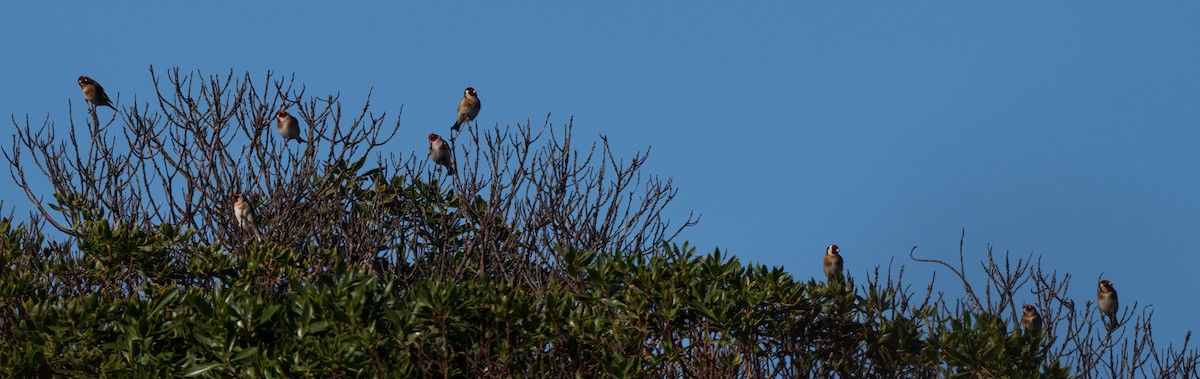 European Goldfinch - ML586850051