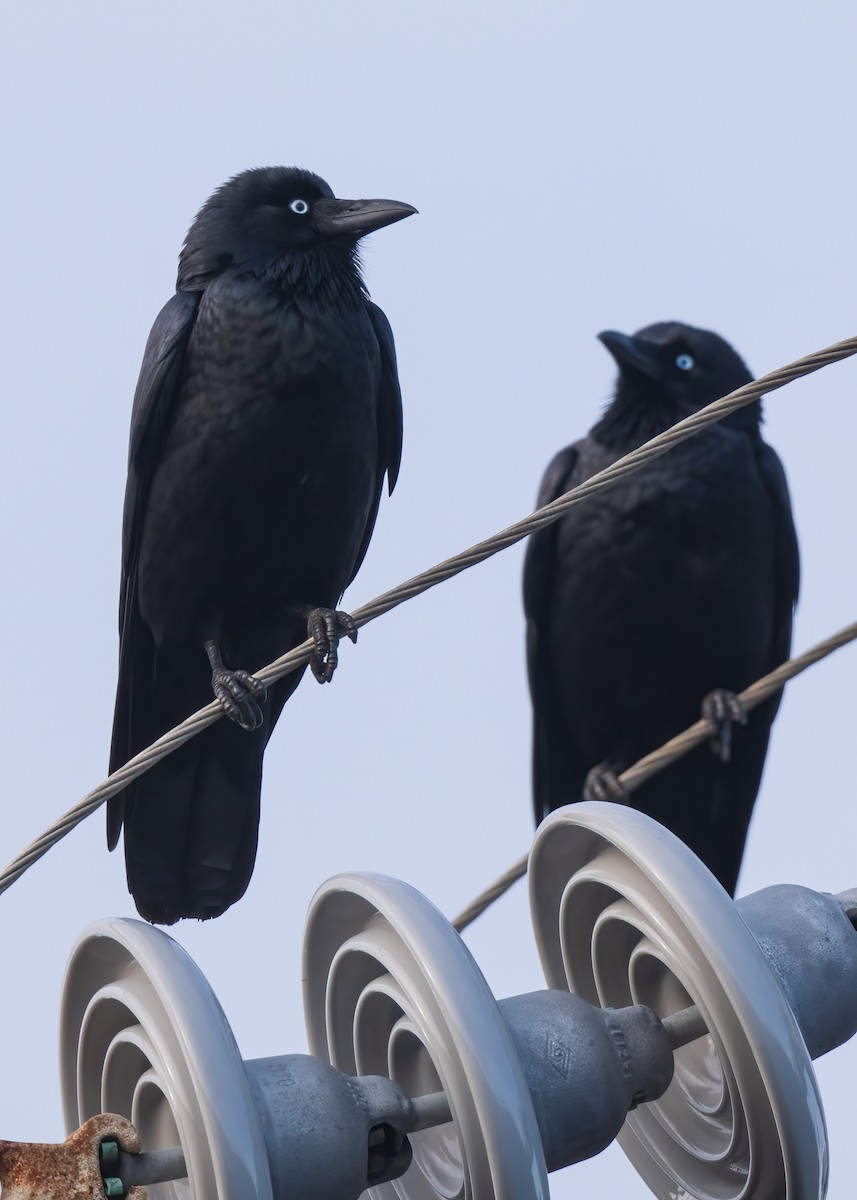 Little Raven - ML586850181