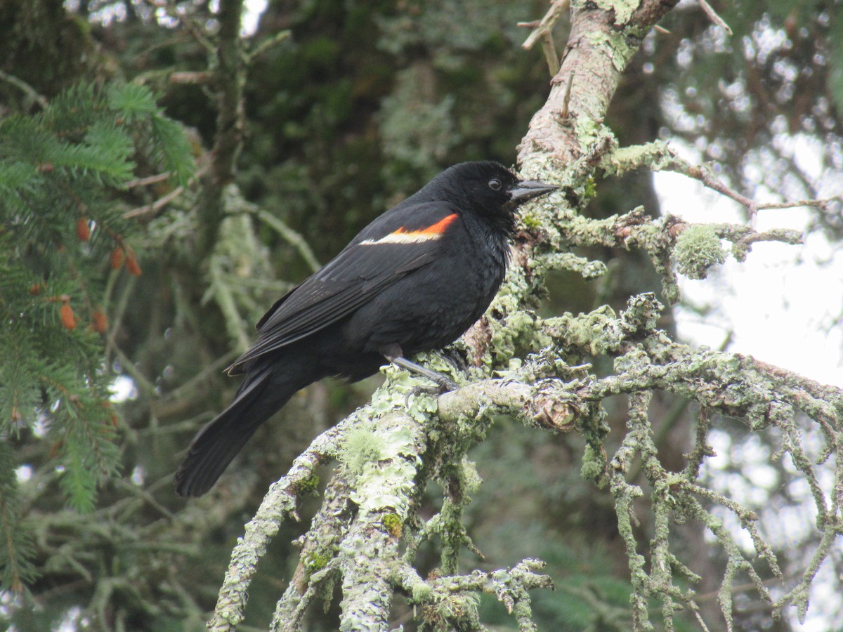 Red-winged Blackbird - ML586852301