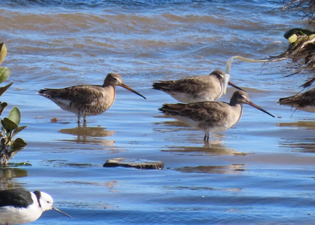 Black-tailed Godwit - ML586853571