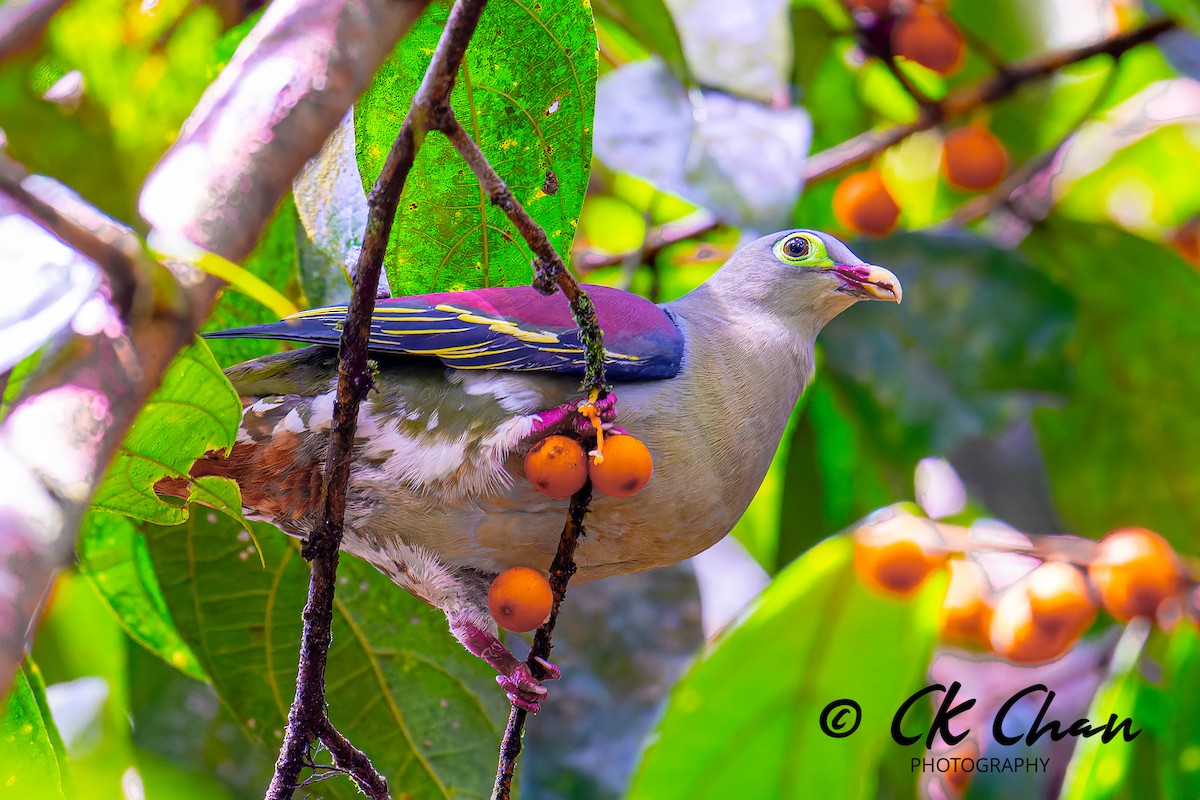 Thick-billed Green-Pigeon - ML586854311