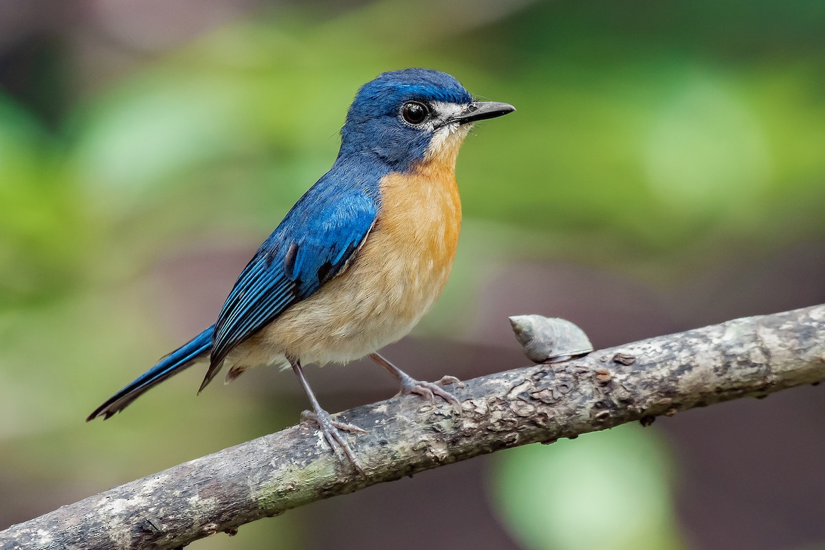 Mangrove Blue Flycatcher (Mangrove) - ML586854371