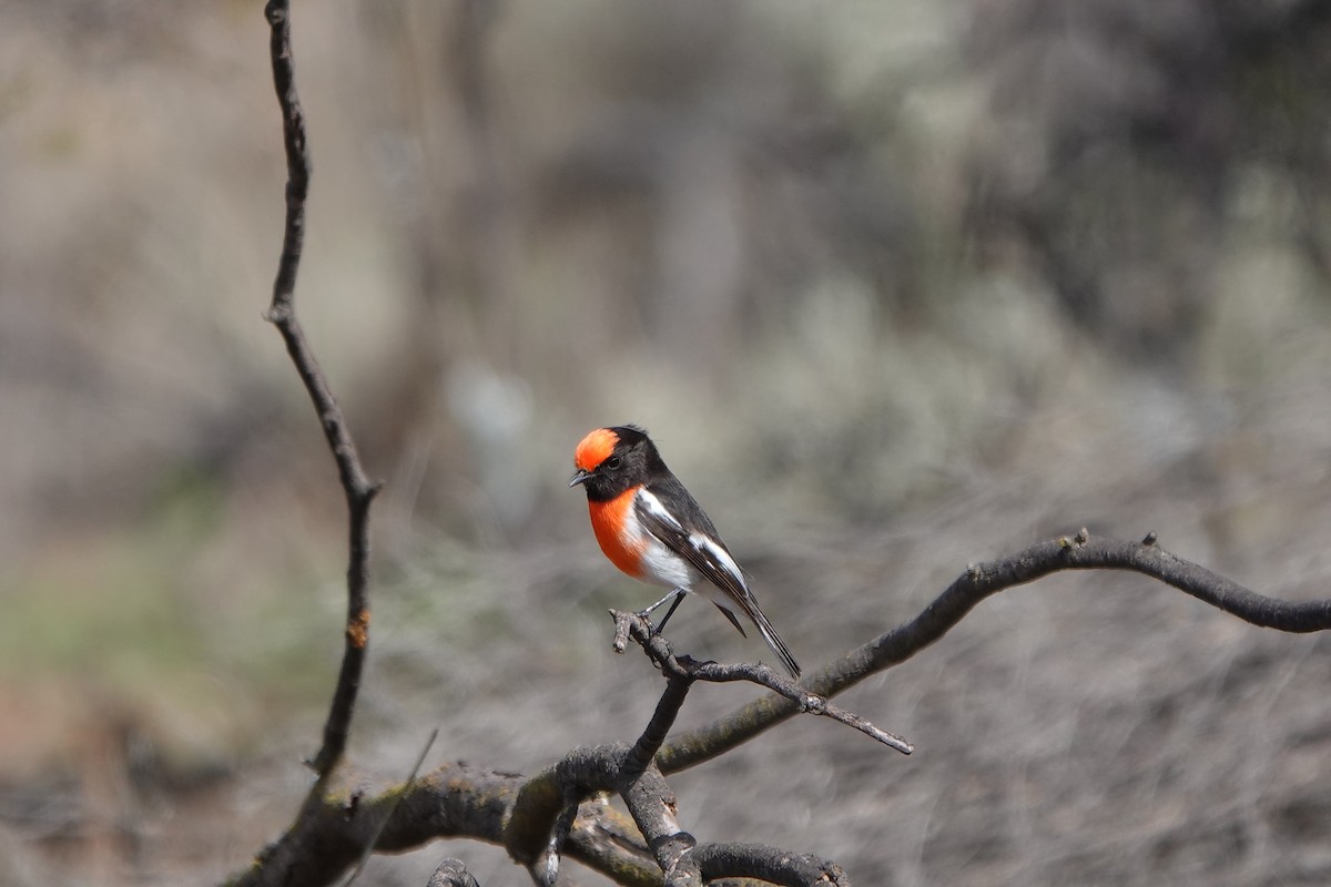 Red-capped Robin - ML586856071