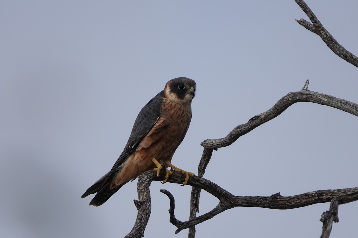 Australian Hobby - ML586856141