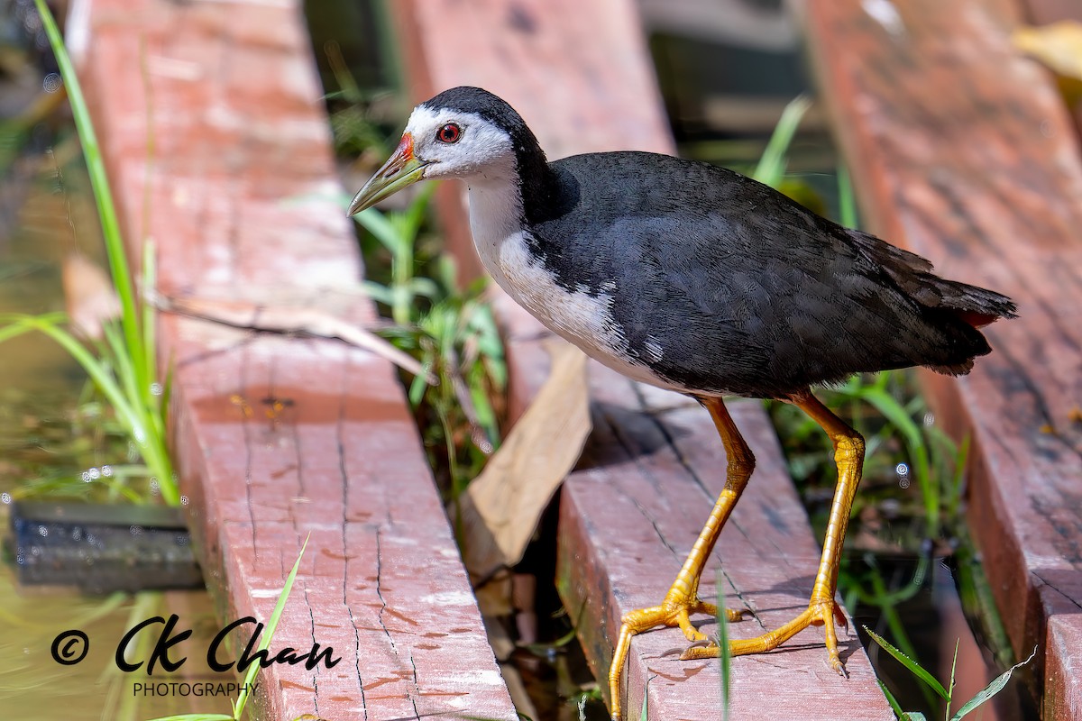 White-breasted Waterhen - Chee Keong  Chan