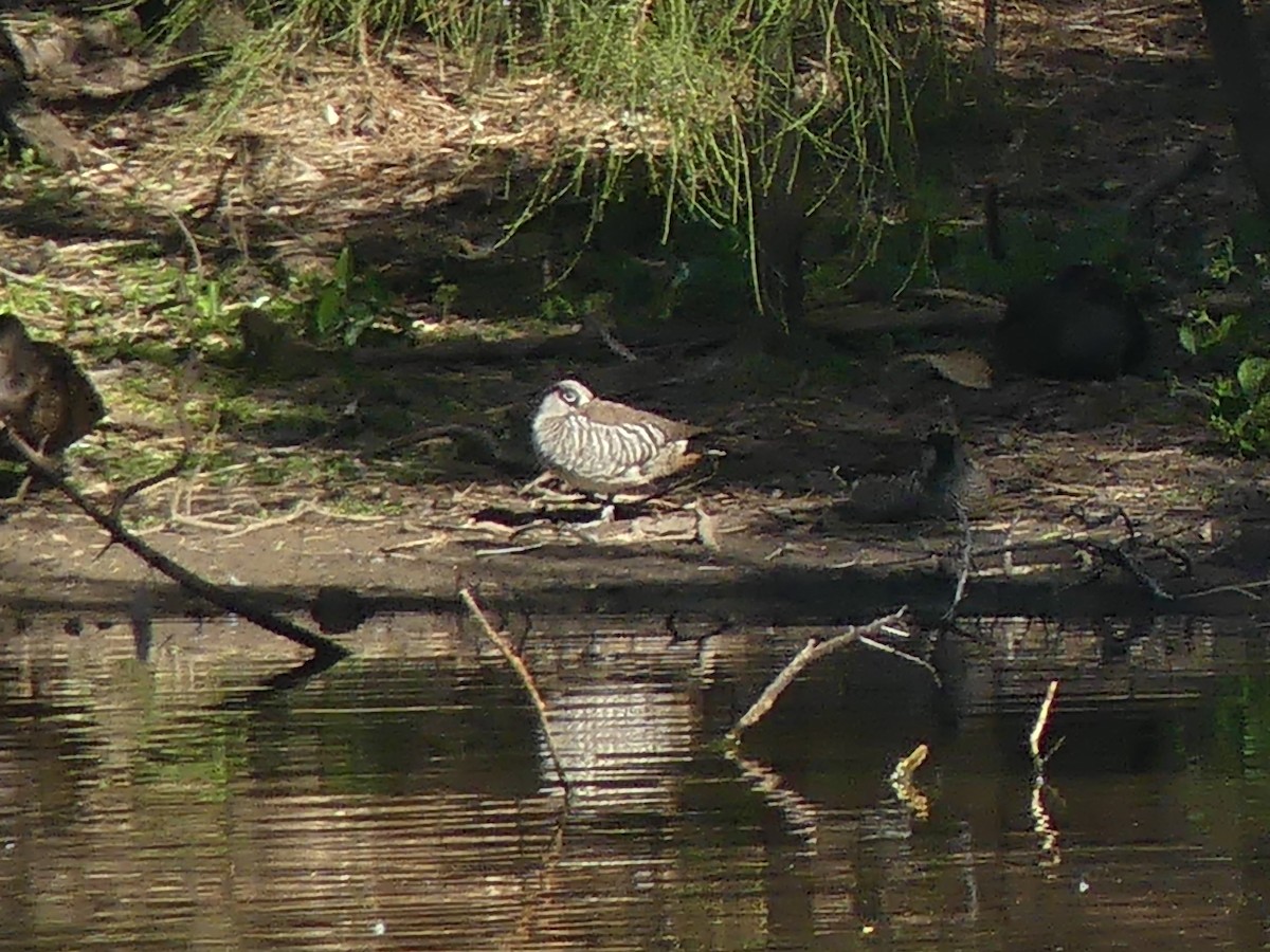 Pato Pachón - ML586860851