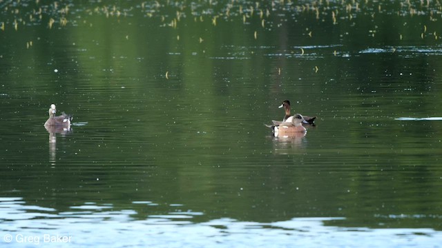 American Wigeon - ML586860921