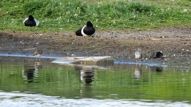 Lesser Yellowlegs - ML586860931