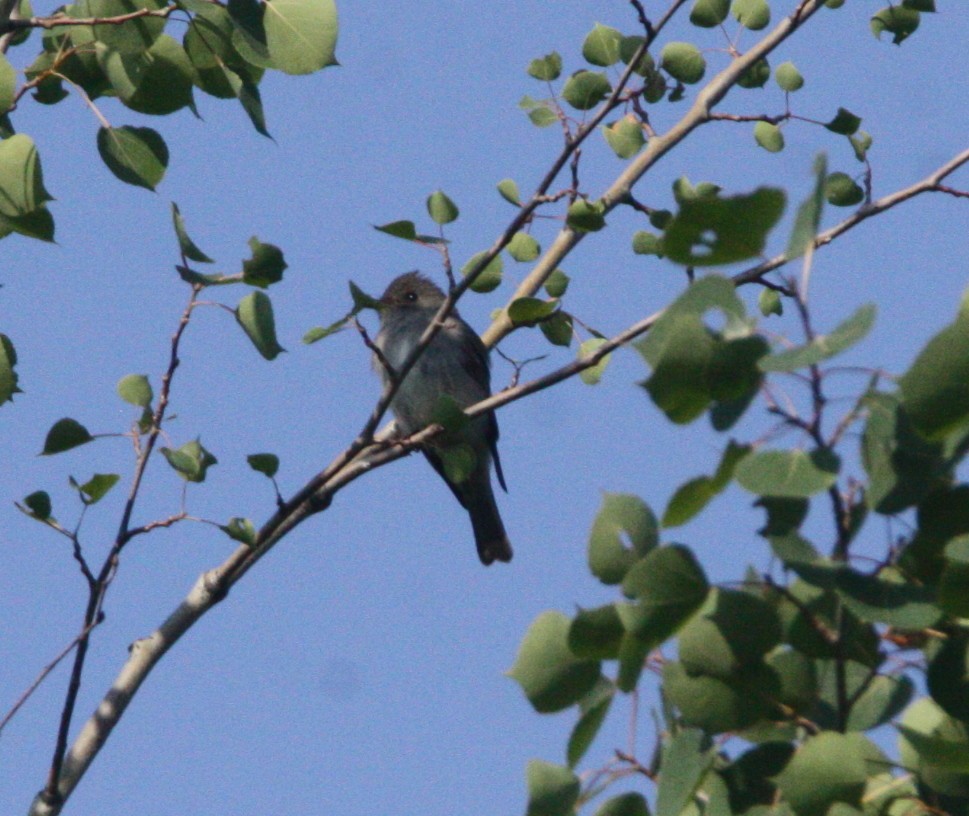 Eastern Wood-Pewee - ML586860941