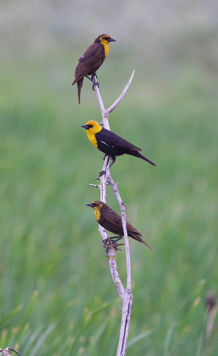 Yellow-headed Blackbird - ML586861951