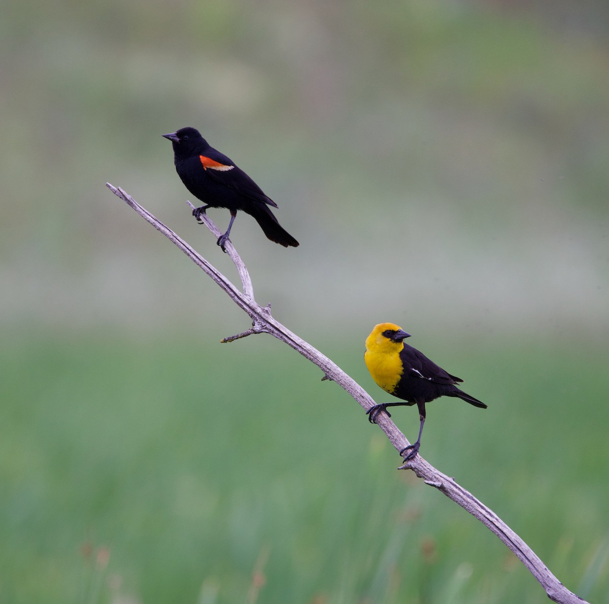 Yellow-headed Blackbird - ML586861961
