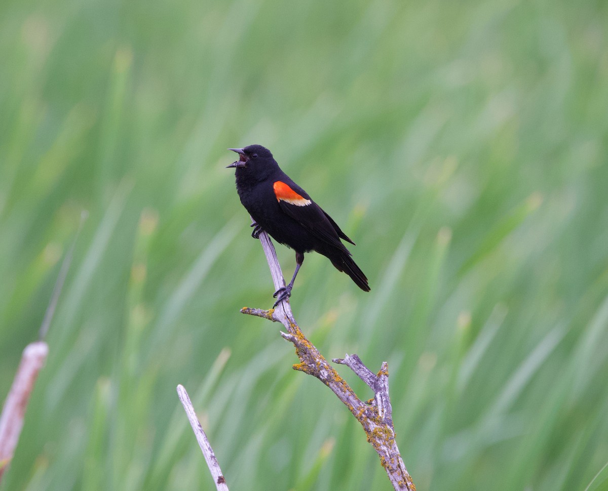 Red-winged Blackbird - ML586861981