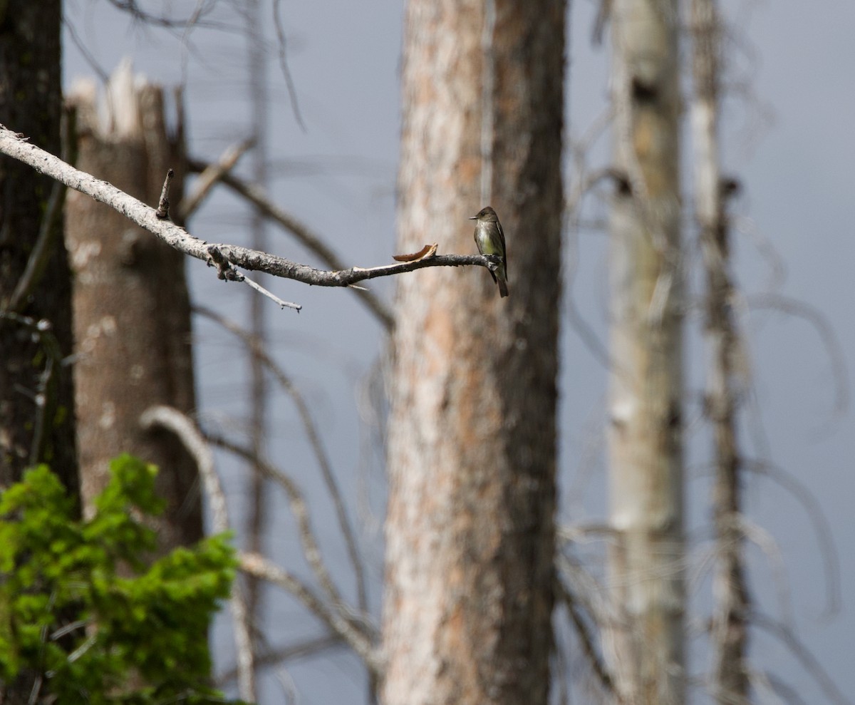 Olive-sided Flycatcher - ML586862021